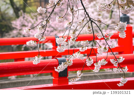260411中橋桜g067 139101321