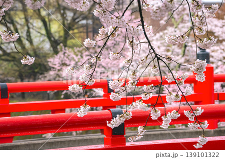 260411中橋桜g068 260411中橋桜g068 139101322