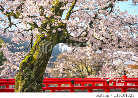 260411中橋桜g122 260411中橋桜g122 139101325