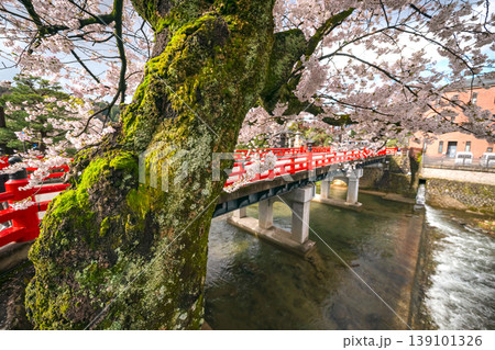 260411中橋桜s211 139101326