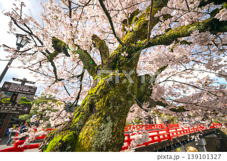 260411中橋桜s214 260411中橋桜s214 139101327
