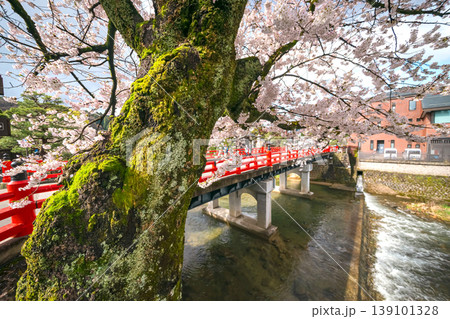 260411中橋桜s222 139101328