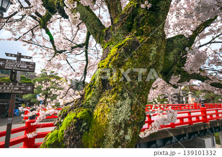 260411中橋桜s248 260411中橋桜s248 139101332