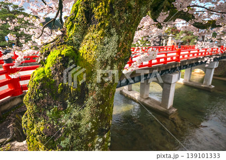 260411中橋桜s253 260411中橋桜s253 139101333
