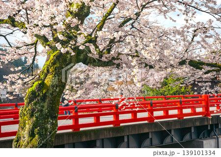 260411中橋桜z127 260411中橋桜z127 139101334