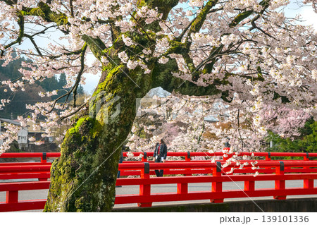 260411中橋桜z131 260411中橋桜z131 139101336