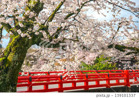 260411中橋桜z138 139101337