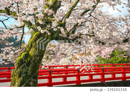 260411中橋桜z139 260411中橋桜z139 139101338