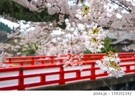 260411中橋桜z160 139101342