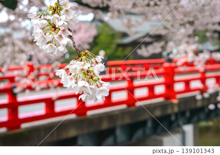 260411中橋桜z161 260411中橋桜z161 139101343