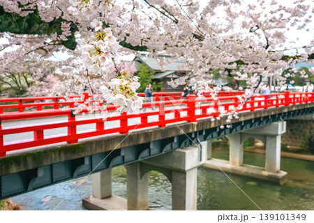260411中橋桜z179 139101349