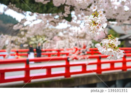 260411中橋桜z184 139101351