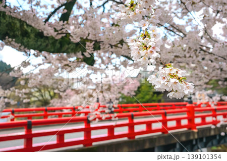 260411中橋桜z190 260411中橋桜z190 139101354