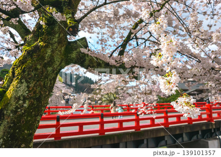 260411中橋桜z206 260411中橋桜z206 139101357
