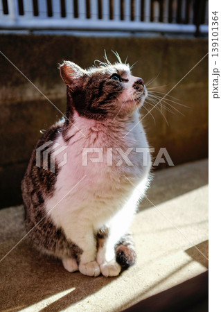 上を見つめる猫 139101364
