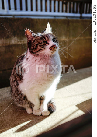 上を見つめる猫 139101365