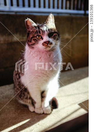カメラに興味を持って見つめる猫 カメラに興味を持って見つめる猫 139101366