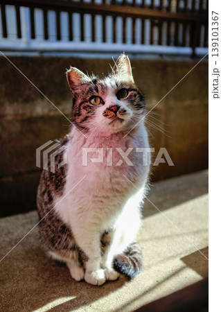 見つめる猫 139101367