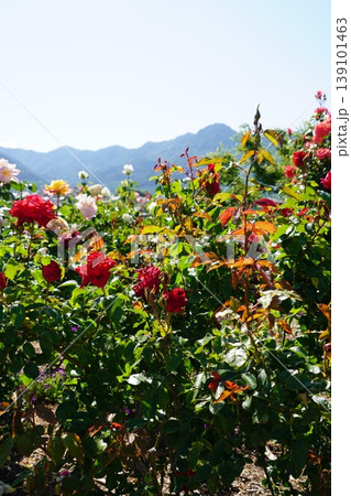長野県坂城町のさかき千曲川バラ公園は山々に囲まれた千曲川のほとりに素晴らしいバラ公園があります。 長野県坂城町のさかき千曲川バラ公園は山々に囲まれた千曲川のほとりに素晴らしいバラ公園があります。 139101463