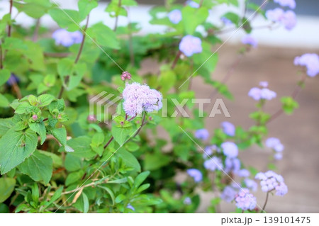 アゲラタムの花 139101475