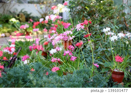 ネリネの花 ダイヤモンドリリー ネリネの花 ダイヤモンドリリー 139101477