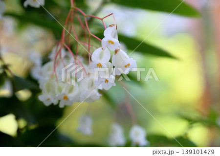 爽やか キダチベゴニアの花 爽やか キダチベゴニアの花 139101479