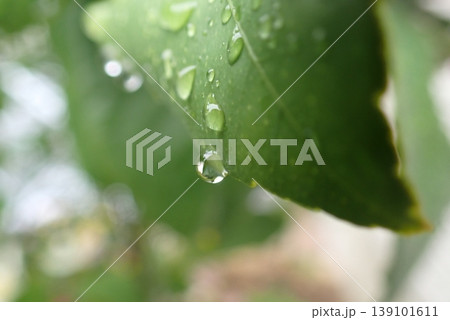 雨上がりの葉先に残る一滴の雫と新緑背景 雨上がりの葉先に残る一滴の雫と新緑背景 139101611