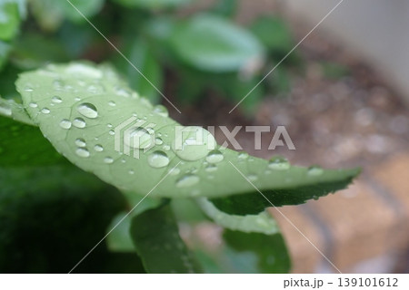 葉に並ぶ透明な雨粒とやわらかな自然背景 139101612