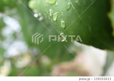 緑の葉先で輝く雨粒のクローズアップ 緑の葉先で輝く雨粒のクローズアップ 139101613