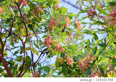 可愛い ヒメイチゴノキの花 可愛い ヒメイチゴノキの花 139101748