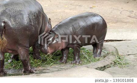 Side view of baby pygmy hippopotamus standing close to adult hippo while feeding on green grass Side view of baby pygmy hippopotamus standing close to adult hippo while feeding on green grass 139101808