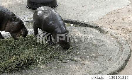 Pair of juvenile pygmy hippos grazing on grass in dry and open habitat with stone and sand 139101813
