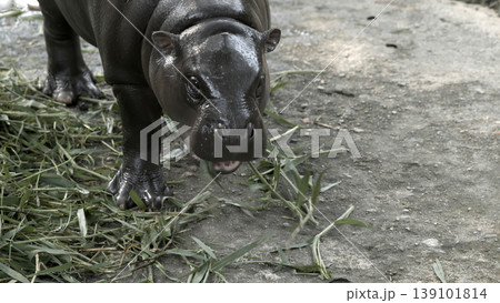 Young pygmy hippopotamus standing on concrete ground with mouth open and grass scattered around Young pygmy hippopotamus standing on concrete ground with mouth open and grass scattered around 139101814