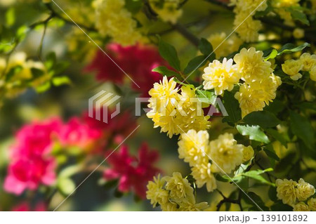 赤いツツジの花と木香薔薇 139101892