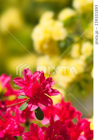 赤いツツジの花と木香薔薇 赤いツツジの花と木香薔薇 139101893
