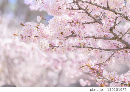 満開の桜(寒地土木研究所の千島桜) 満開の桜(寒地土木研究所の千島桜) 139101975