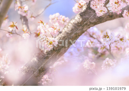 満開の桜（寒地土木研究所の千島桜） 139101979
