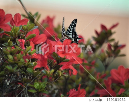 ツツジの花に止まるアゲハチョウ ツツジの花に止まるアゲハチョウ 139101981