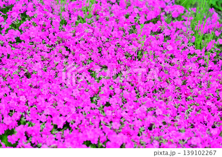 春の訪れ 鮮やかな芝桜 八色の森公園 春の訪れ 鮮やかな芝桜 八色の森公園 139102267