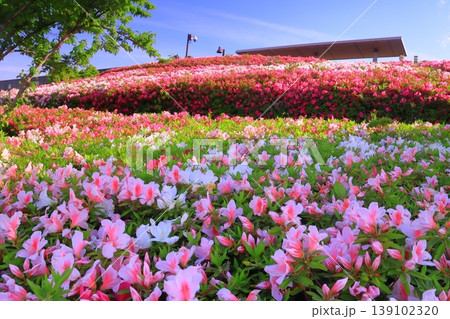 伊丹空港(兵庫県伊丹市)スカイパークに咲くツツジの花 伊丹空港(兵庫県伊丹市)スカイパークに咲くツツジの花 139102320