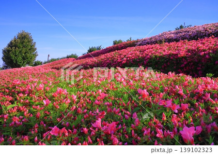 伊丹空港(兵庫県伊丹市)スカイパークに咲くツツジの花 伊丹空港(兵庫県伊丹市)スカイパークに咲くツツジの花 139102323