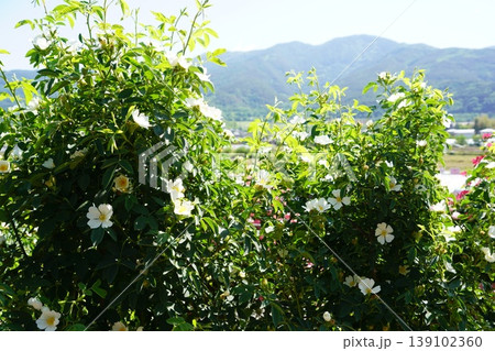 長野県坂城町のさかき千曲川バラ公園は山々に囲まれた千曲川のほとりに素晴らしいバラ公園があります。 長野県坂城町のさかき千曲川バラ公園は山々に囲まれた千曲川のほとりに素晴らしいバラ公園があります。 139102360