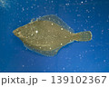 カレイ イシガレイ 海水魚 カレイ目のある側 カレイ表 カレイ イシガレイ 海水魚 カレイ目のある側 カレイ表 139102367