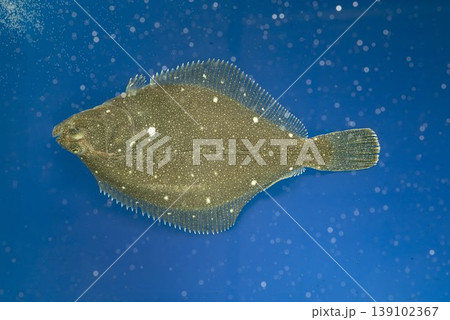 カレイ イシガレイ 海水魚 カレイ目のある側 カレイ表 カレイ イシガレイ 海水魚 カレイ目のある側 カレイ表 139102367