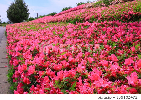伊丹空港(兵庫県伊丹市)スカイパークに咲くつつじの花 伊丹空港(兵庫県伊丹市)スカイパークに咲くつつじの花 139102472