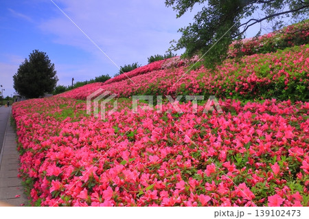 伊丹空港（兵庫県伊丹市）スカイパークに咲くつつじの花 139102473
