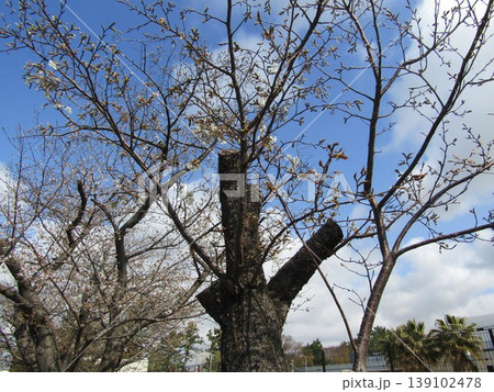咲き始めたこじま花の会花畑の桜 咲き始めたこじま花の会花畑の桜 139102478