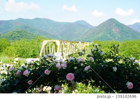 長野県坂城町のさかき千曲川バラ公園は山々に囲まれた千曲川のほとりに素晴らしいバラ公園があります。 139102696