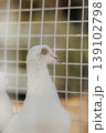White Dove Closeup Against Wire Mesh, Soft Warm Light, Shallow Depth Of Field, Textured Feathers, Calm Attentive Gaze, Perched In Aviary Enclosure With Muted Background And Gentle Bokeh 139102798