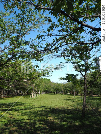 桜が散り新緑が芽吹く大阪城公園、木漏れ日が降り注ぐ爽やかな芝生広場 桜が散り新緑が芽吹く大阪城公園、木漏れ日が降り注ぐ爽やかな芝生広場 139102984